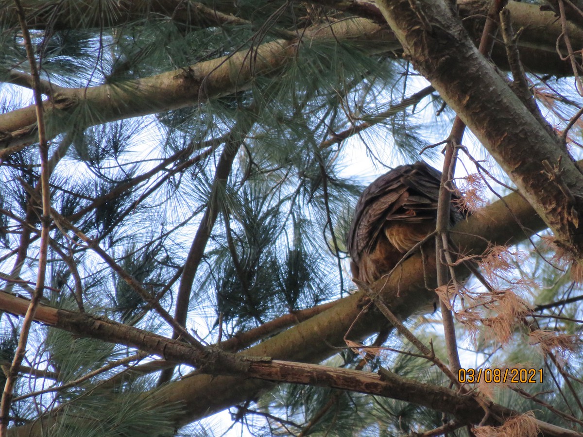 Great Horned Owl - ML314936821
