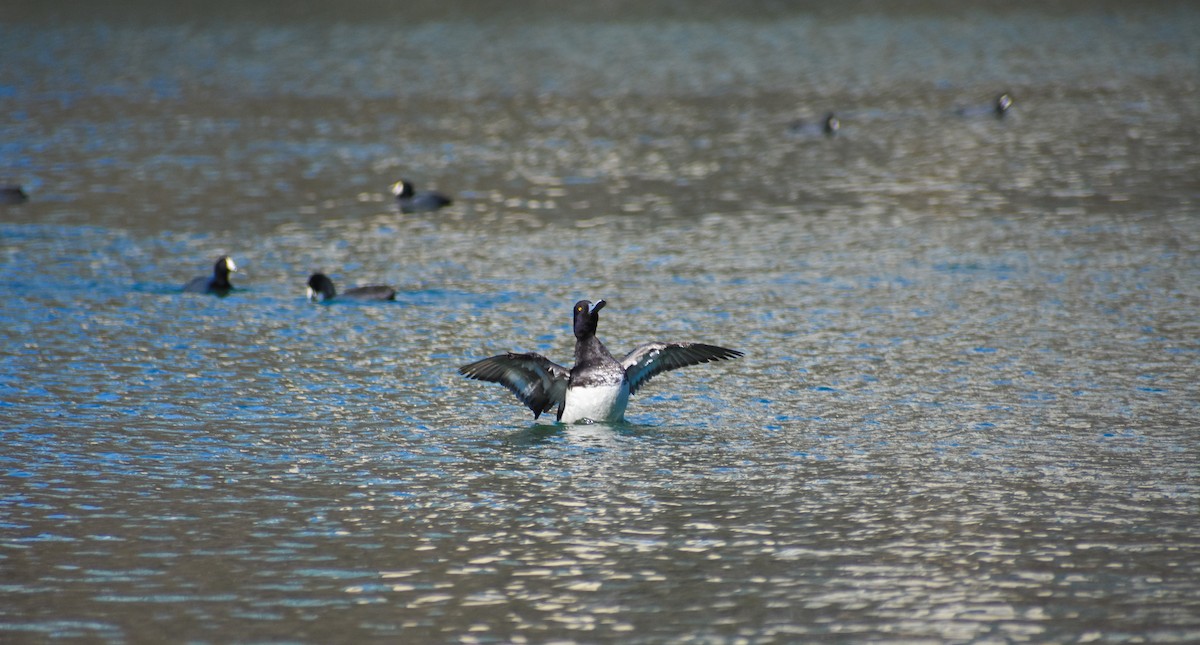 Lesser Scaup - Ky Clare