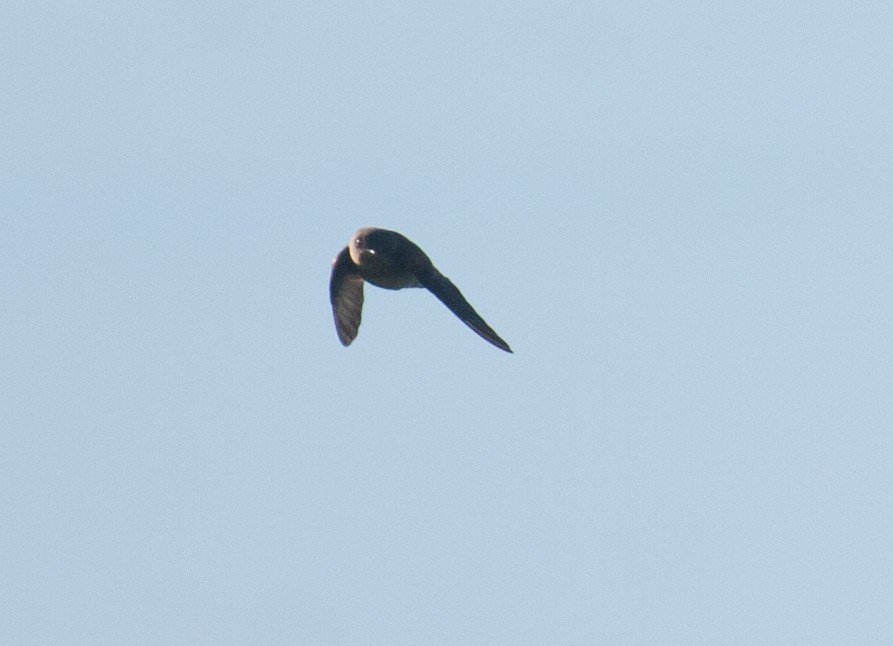 Northern Rough-winged Swallow - Marshall Iliff