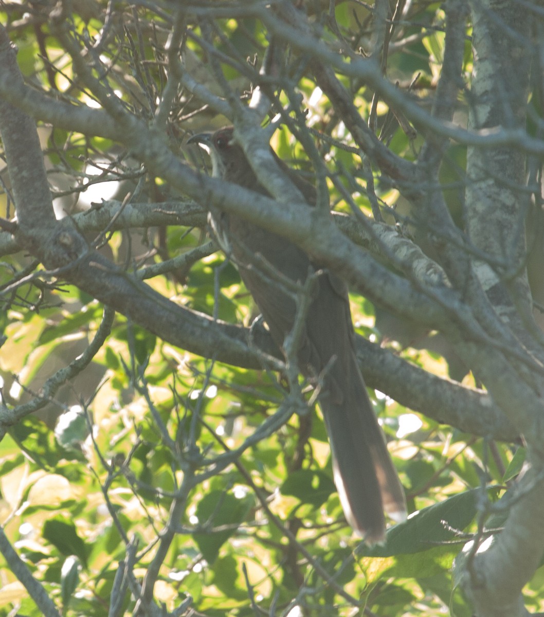 Black-billed Cuckoo - ML31493821