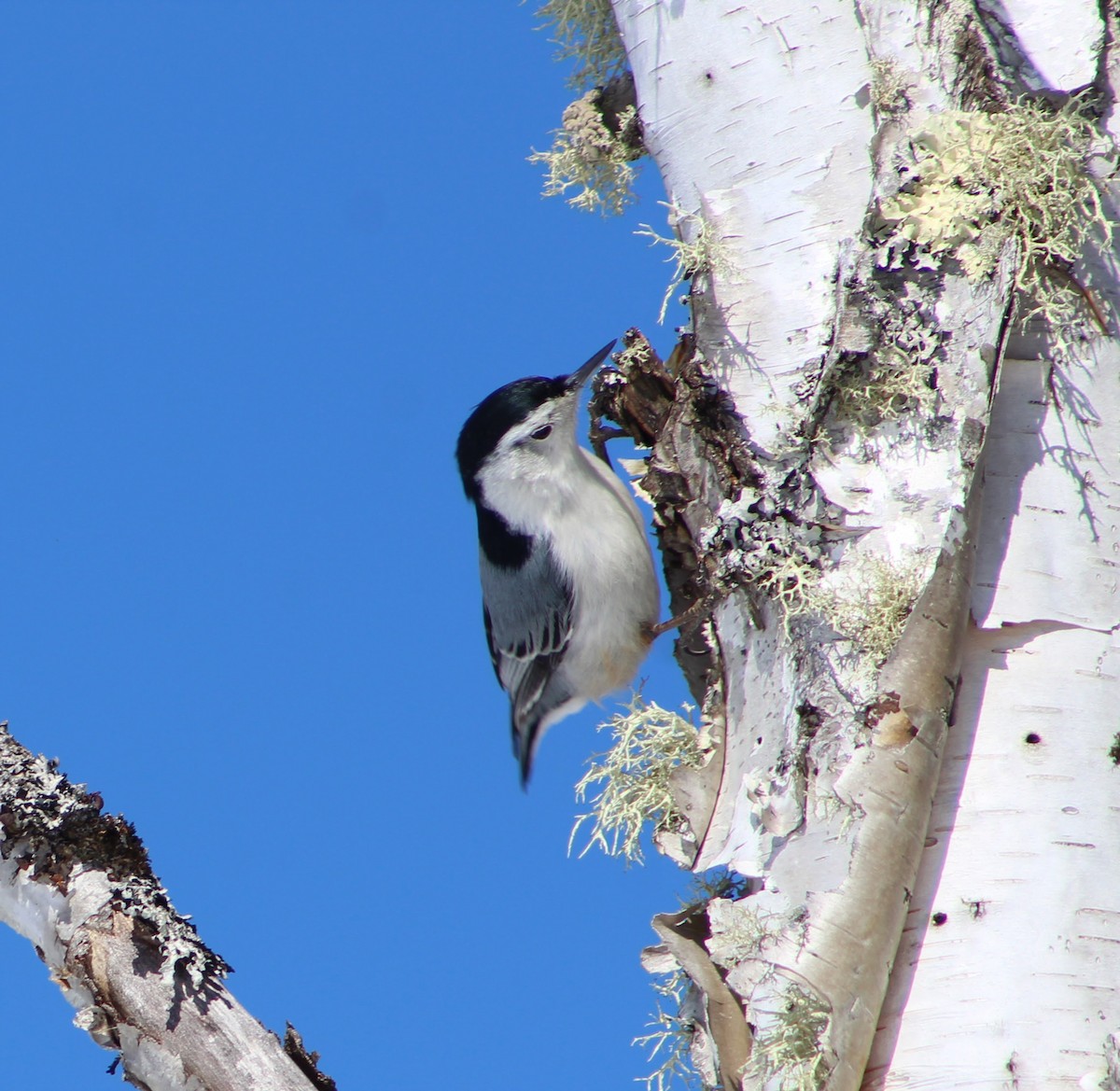 White-breasted Nuthatch - Marc Roy