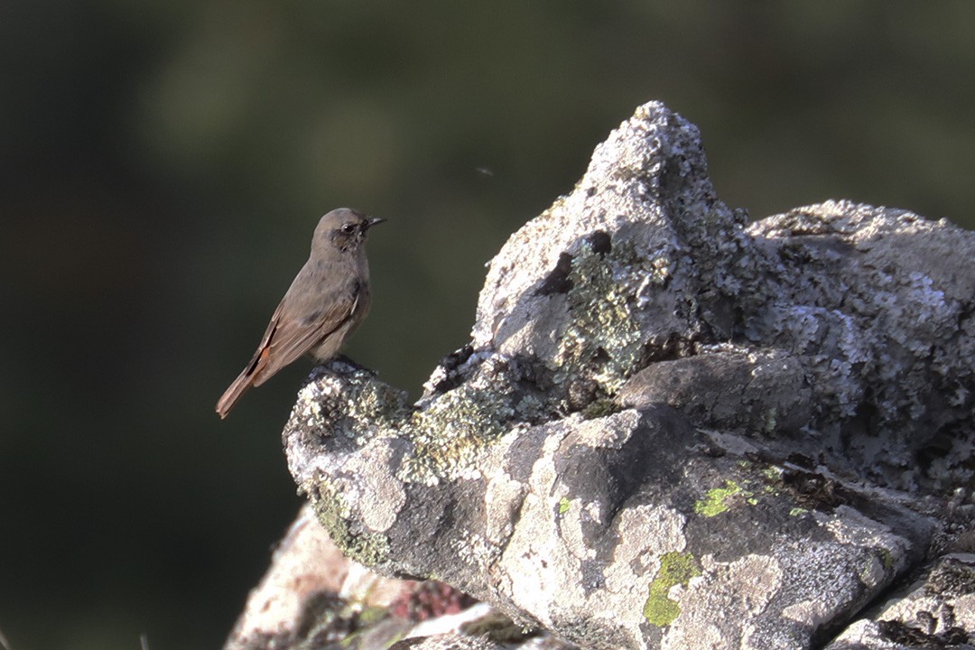 Black Redstart - ML314940821