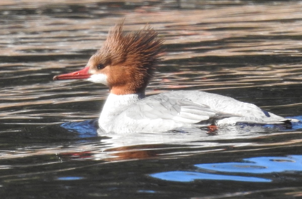 Gänsesäger - ML314941311