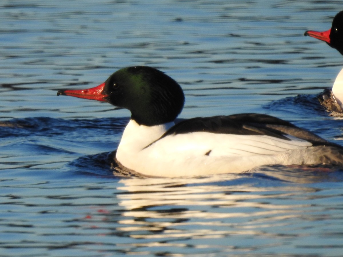 Common Merganser - ML314941321