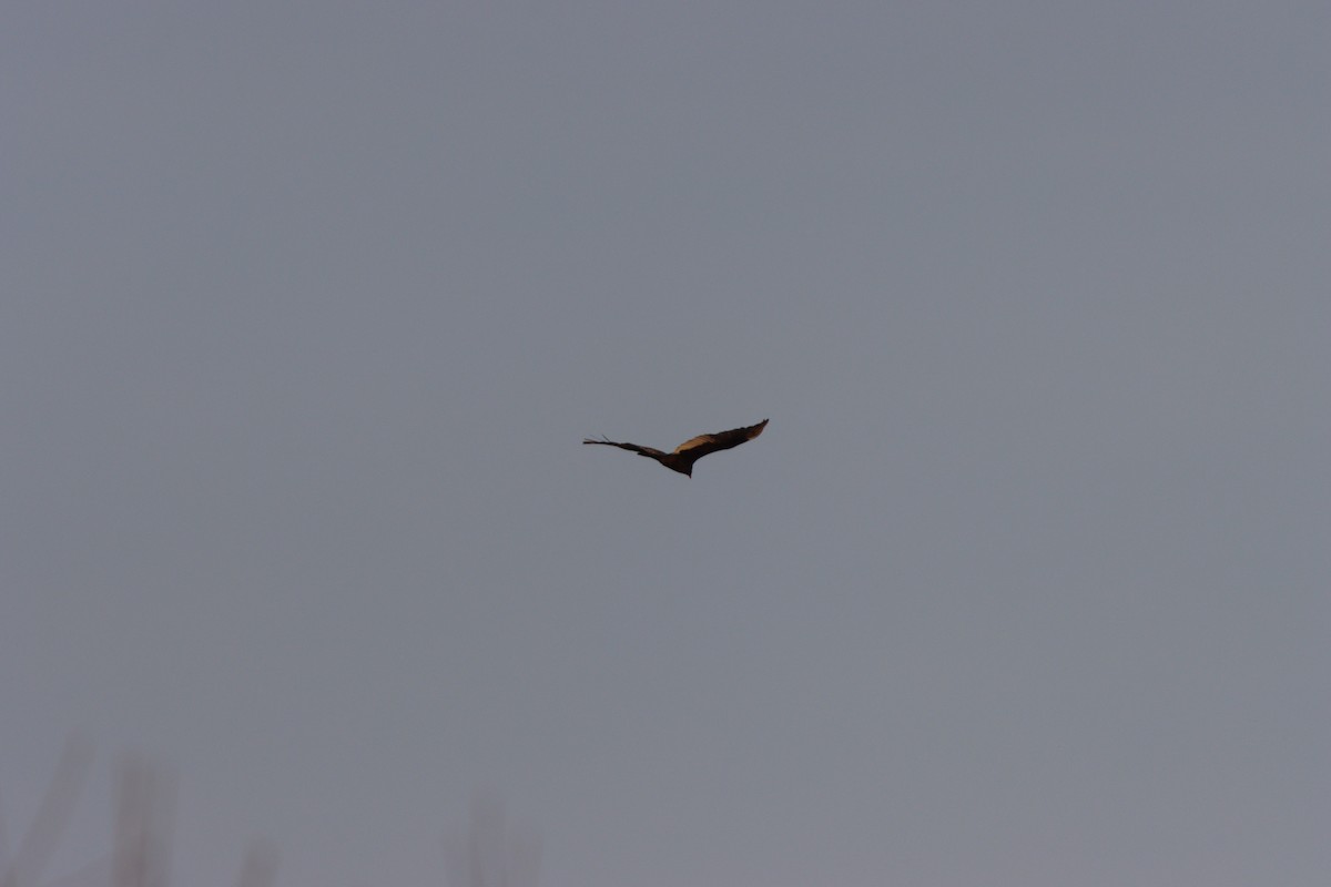 Turkey Vulture - ML314942031