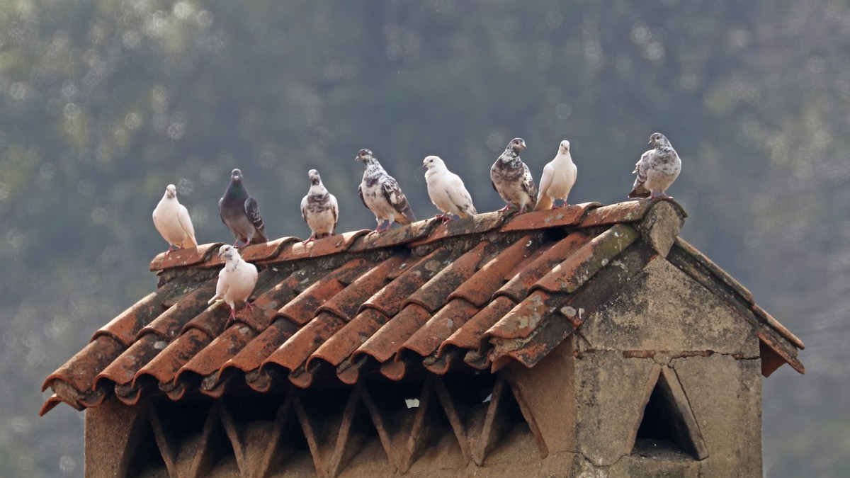 Rock Pigeon (Feral Pigeon) - ML314944351