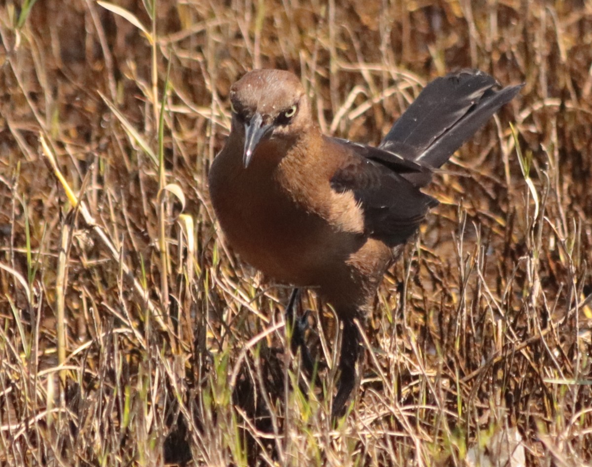 Great-tailed Grackle - ML314945121