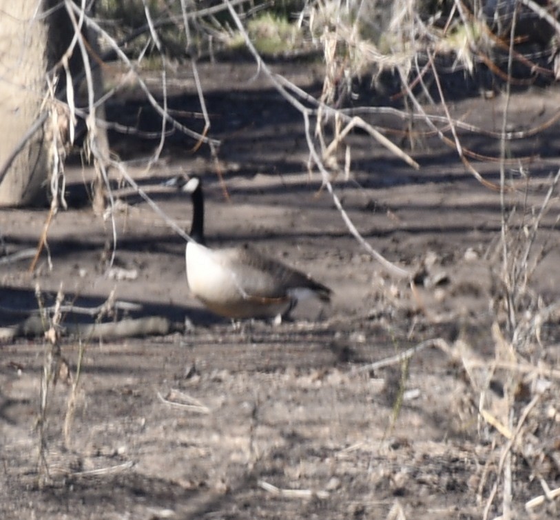 Canada Goose - ML314950911