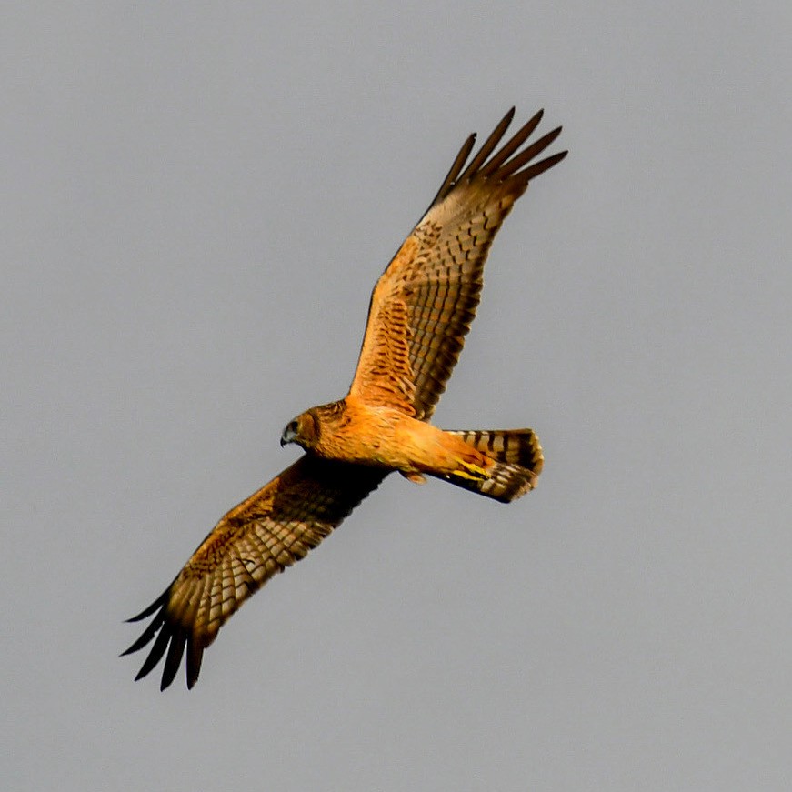 Spotted Harrier - ML314950951