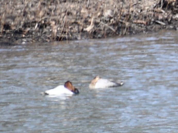 Canvasback - ML314950971