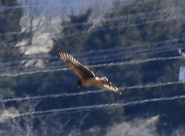 Northern Harrier - ML314951151