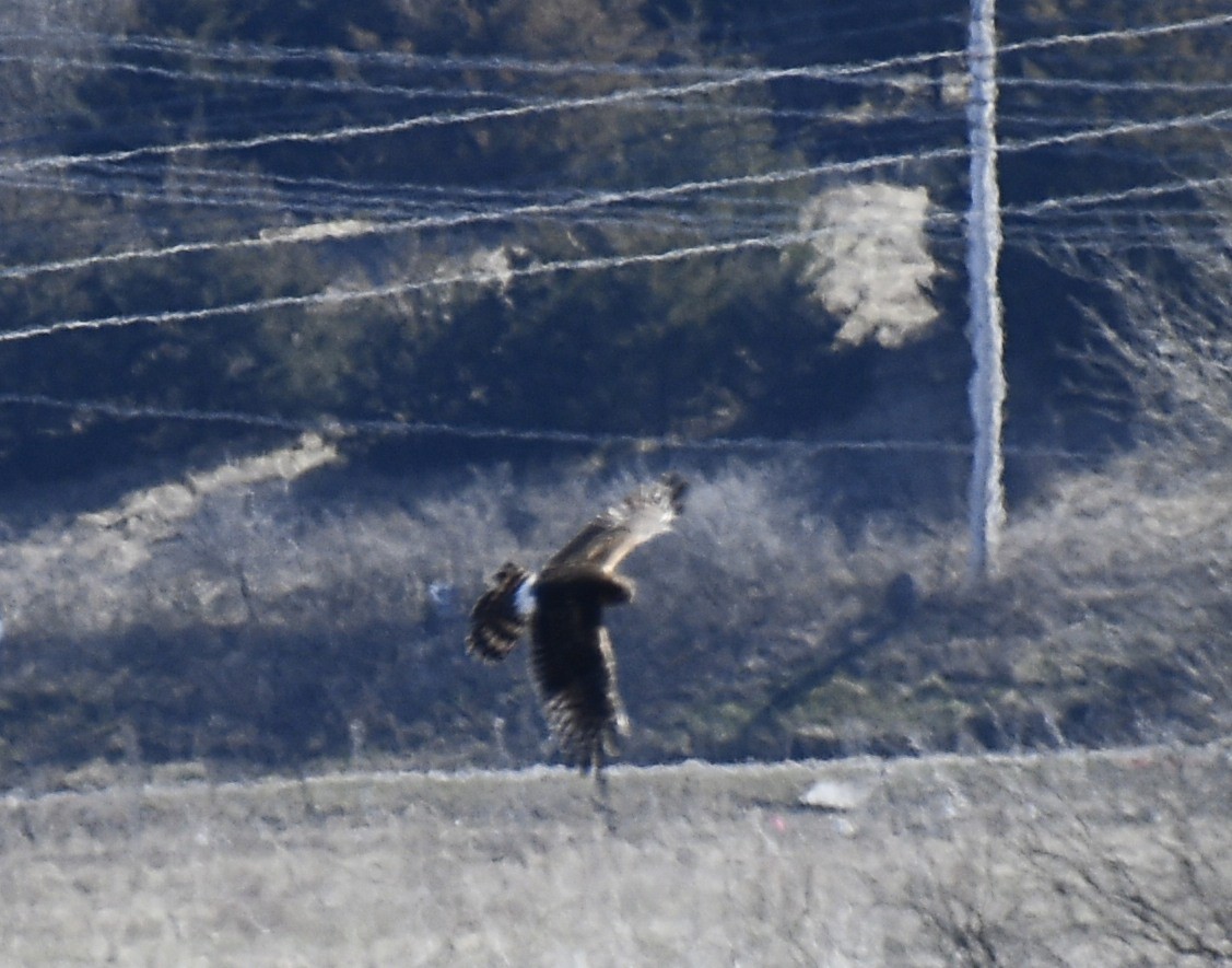 Northern Harrier - ML314951191