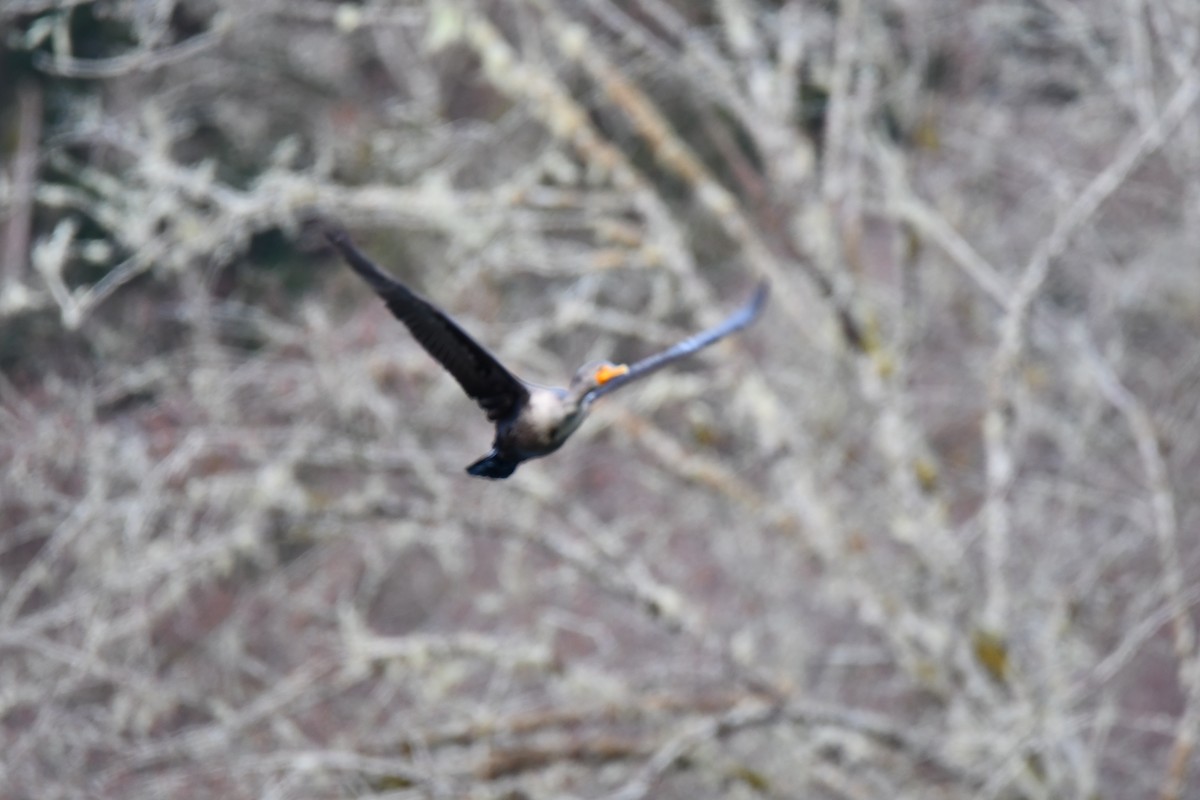 Double-crested Cormorant - ML314951211