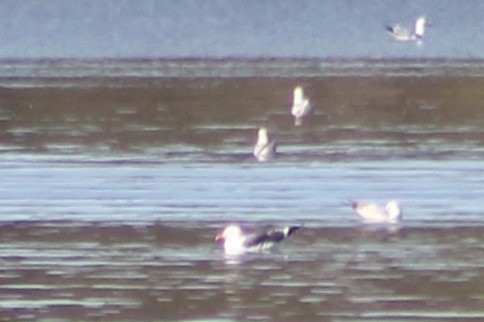 Lesser Black-backed Gull - ML314952611