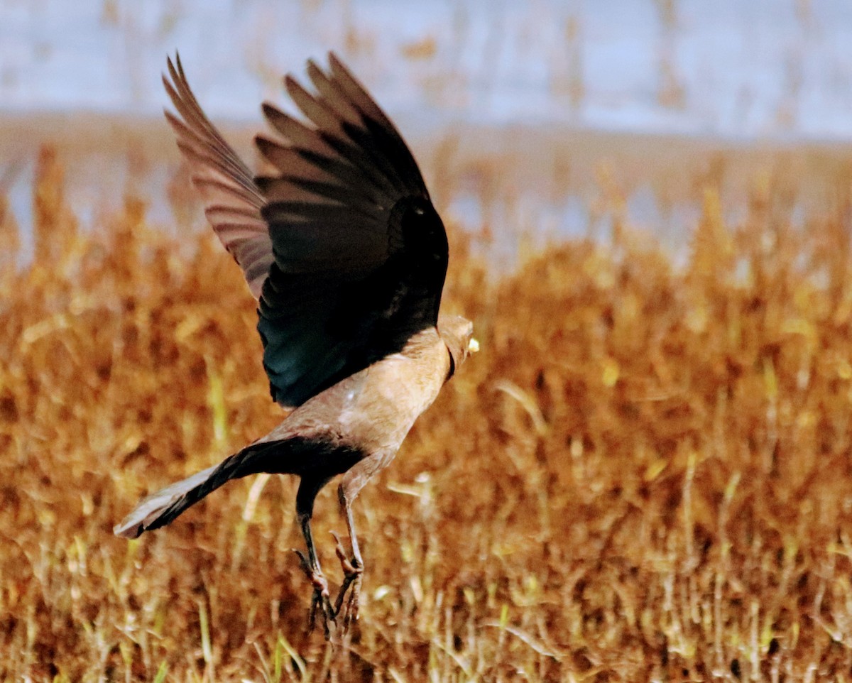 Great-tailed Grackle - ML314952721