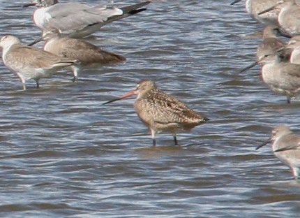 Marbled Godwit - ML31495551