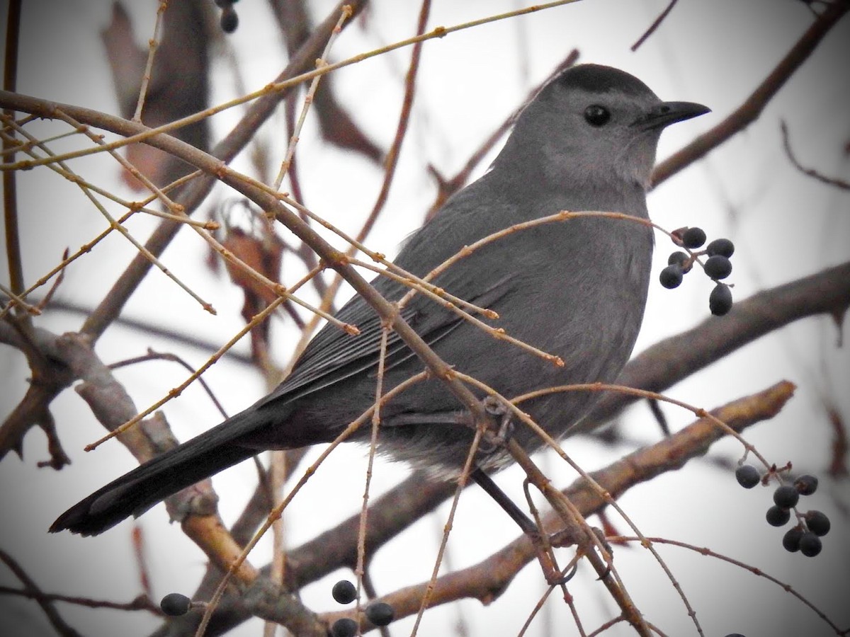 Gray Catbird - ML314956921