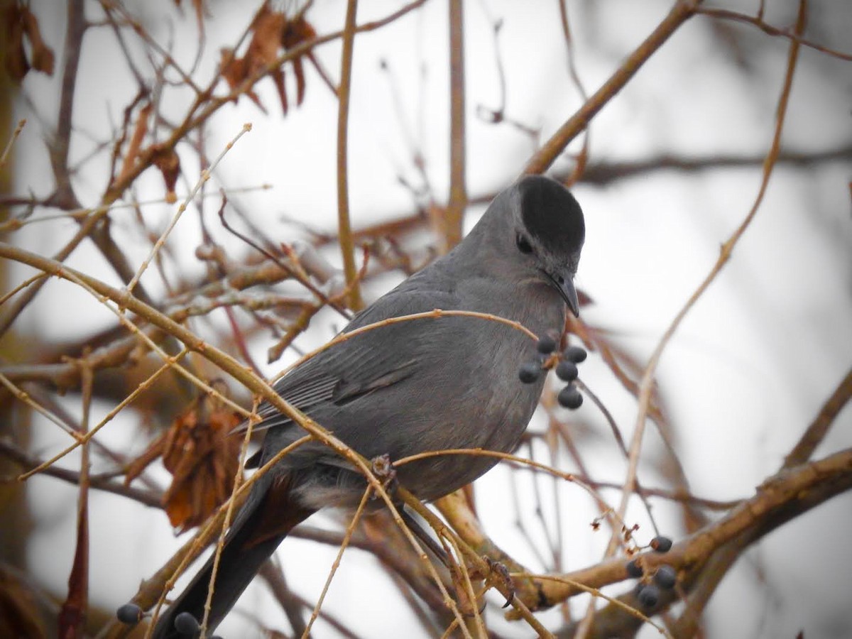 Gray Catbird - ML314956941