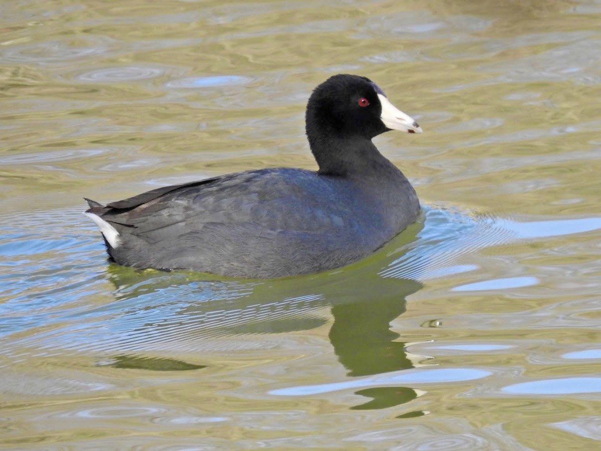 American Coot - ML314957021