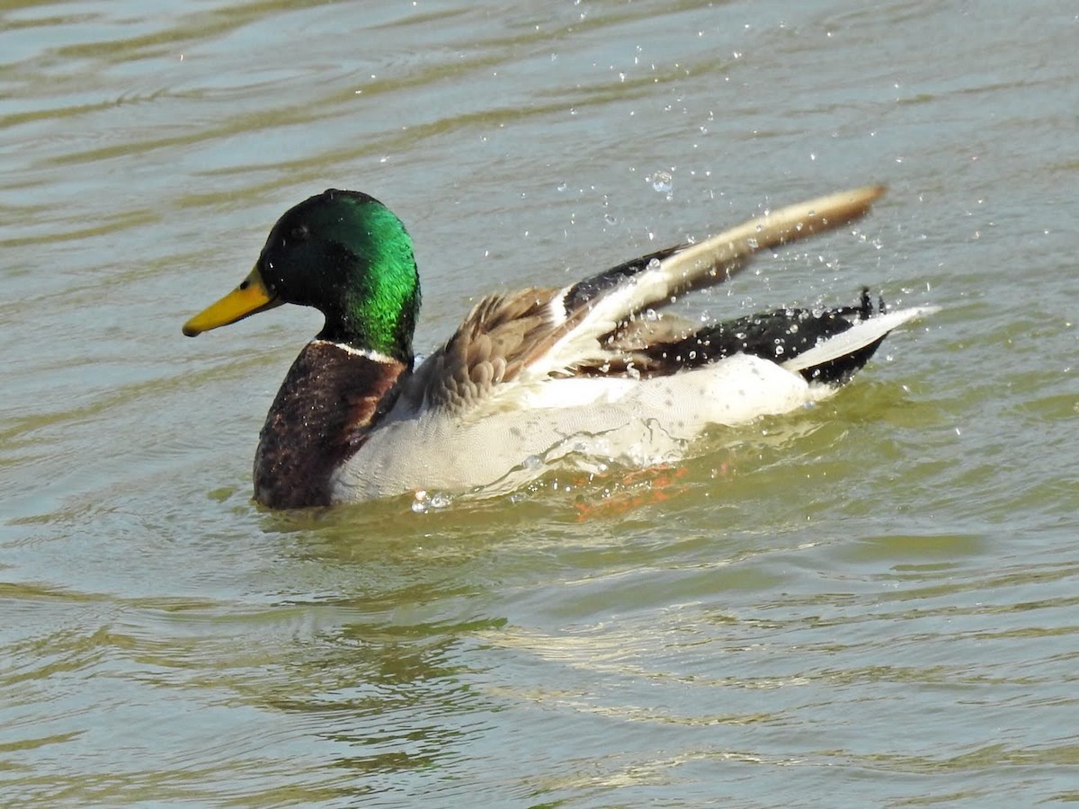 Canard colvert - ML314957071