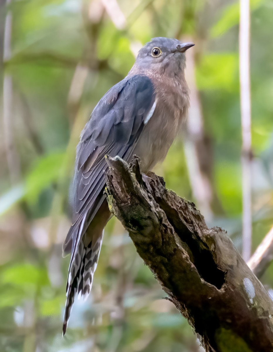 Fan-tailed Cuckoo - Richard Simmonds