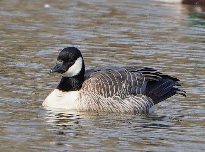 Cackling Goose - ML314959211