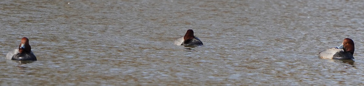 Redhead - ML314959381