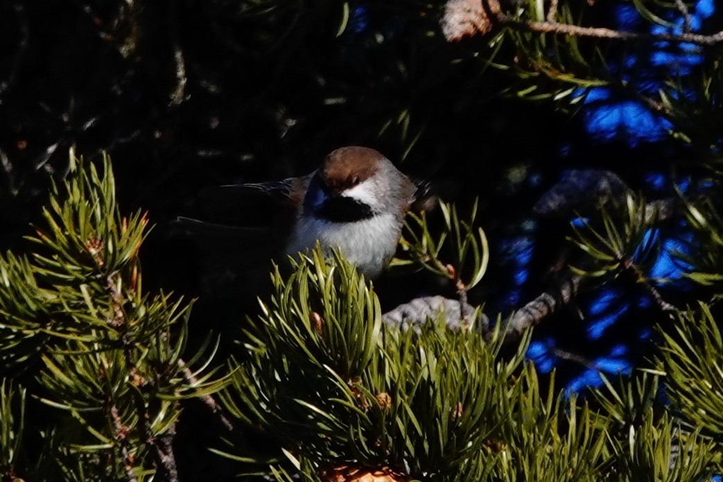 Mésange à tête brune - ML314960991