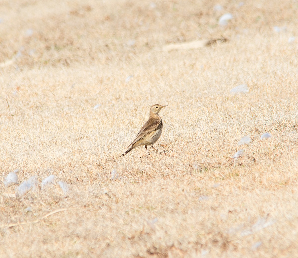 linduška tundrová - ML314962431