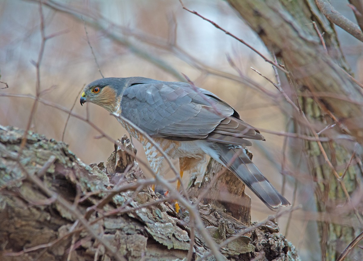 krahujec americký - ML314964261