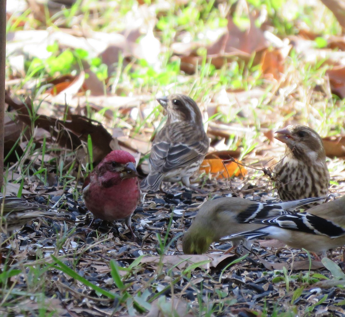Purple Finch - ML314965541