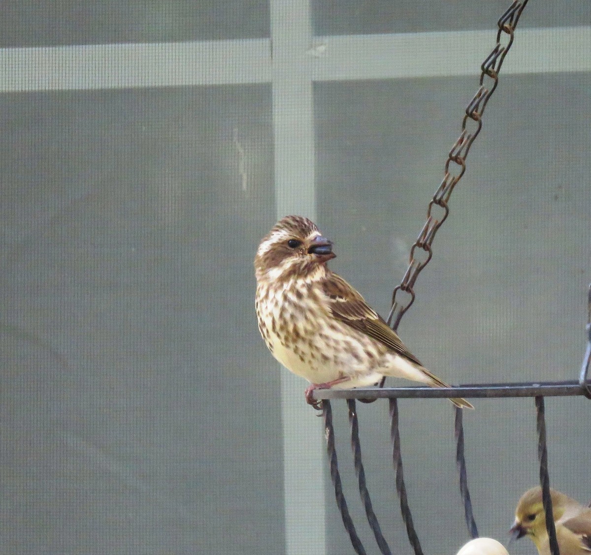 Purple Finch - ML314965751