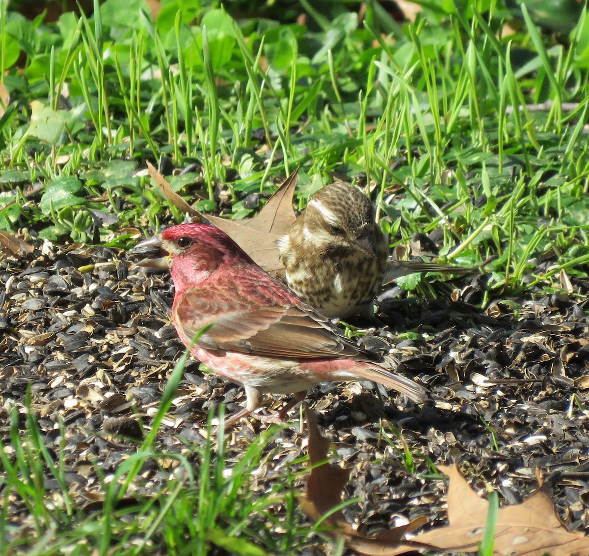 Purple Finch - ML314965811