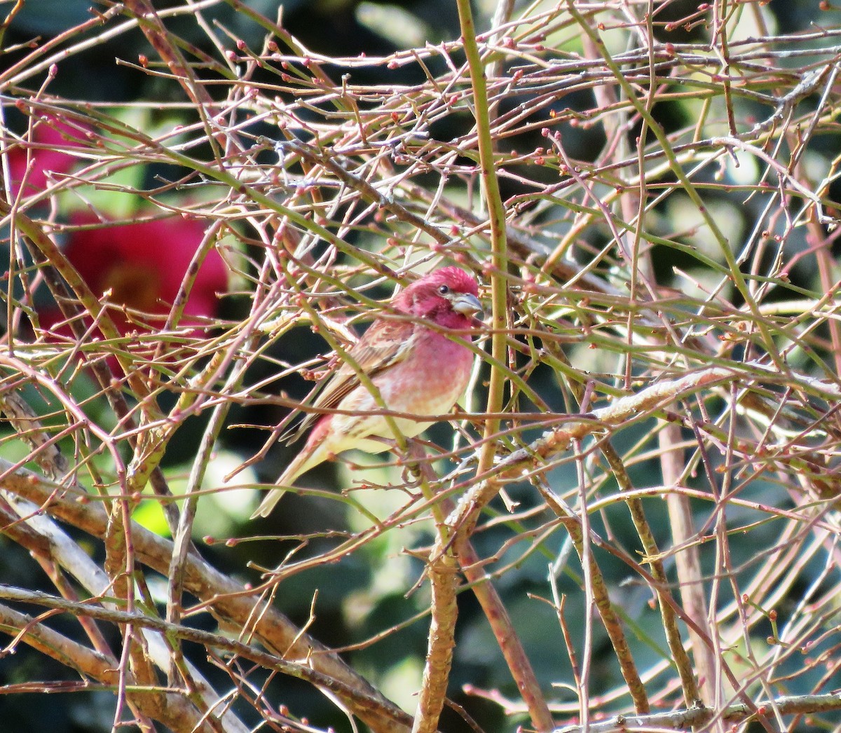 Purple Finch - ML314965881