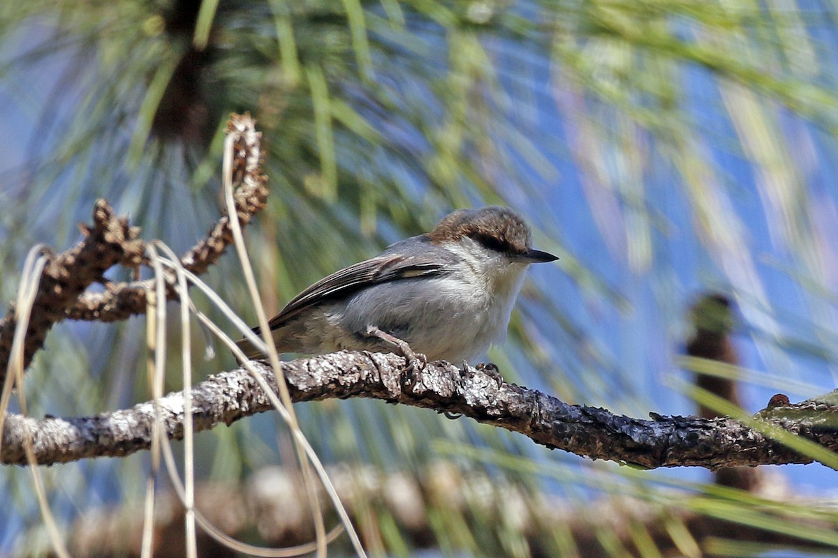 Brown-headed Nuthatch - ML314966491