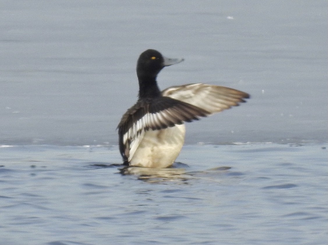 Greater Scaup - Frank Fabbro