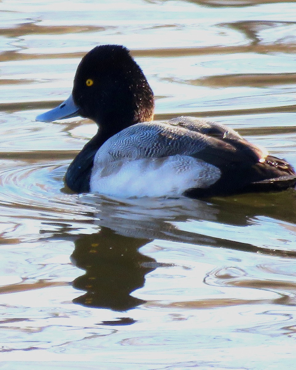 Lesser Scaup - Patrick O'Driscoll