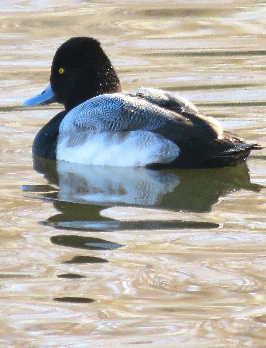 Lesser Scaup - Patrick O'Driscoll