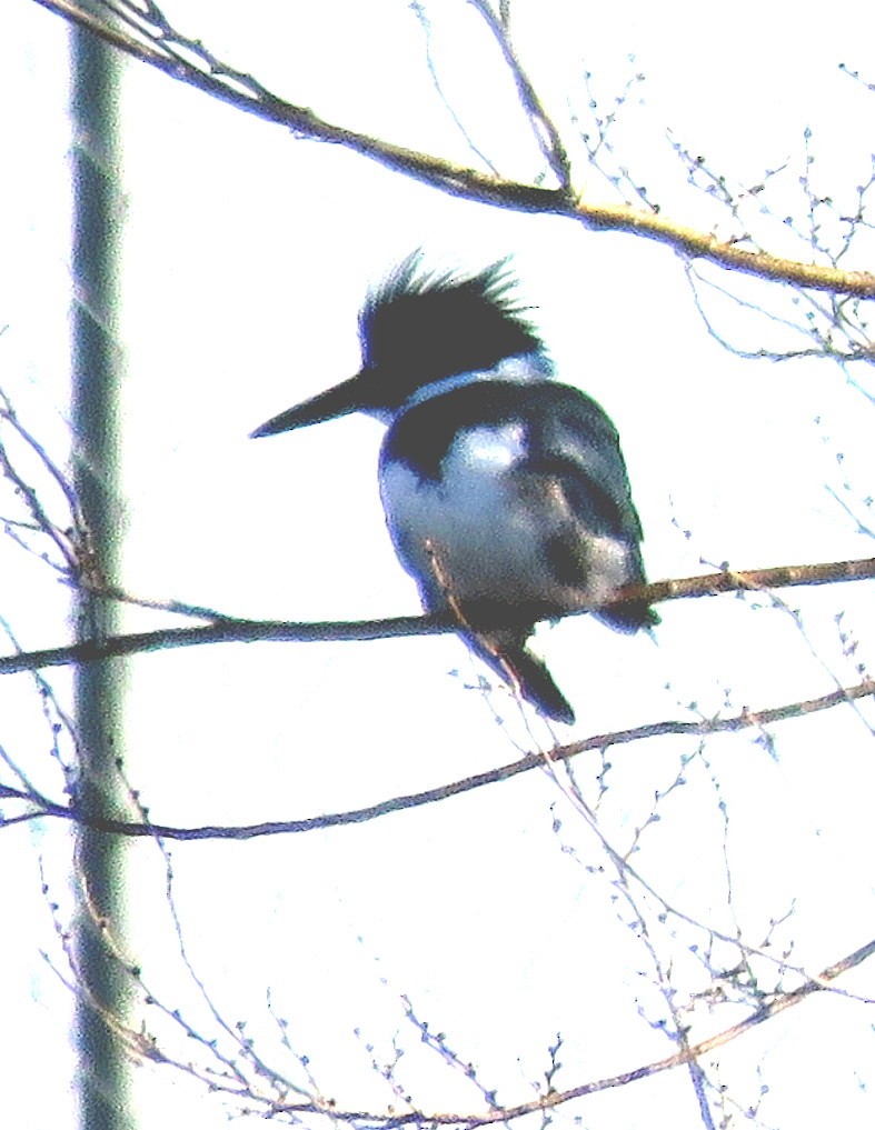 Belted Kingfisher - Patrick O'Driscoll