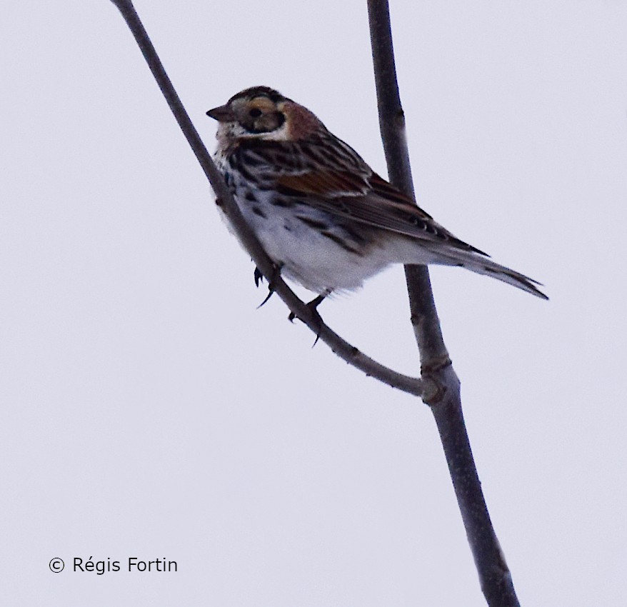 Lapland Longspur - Regis Fortin