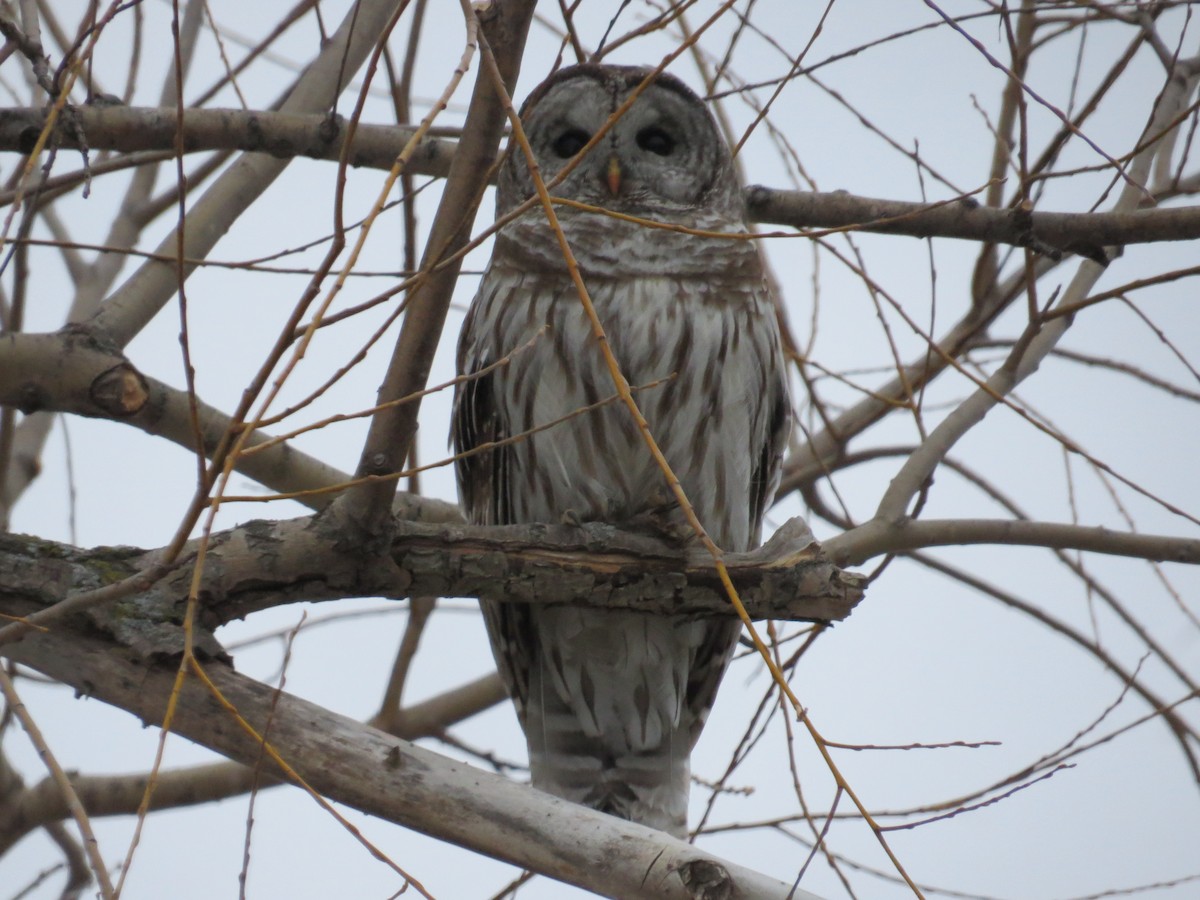 Barred Owl - ML314974561