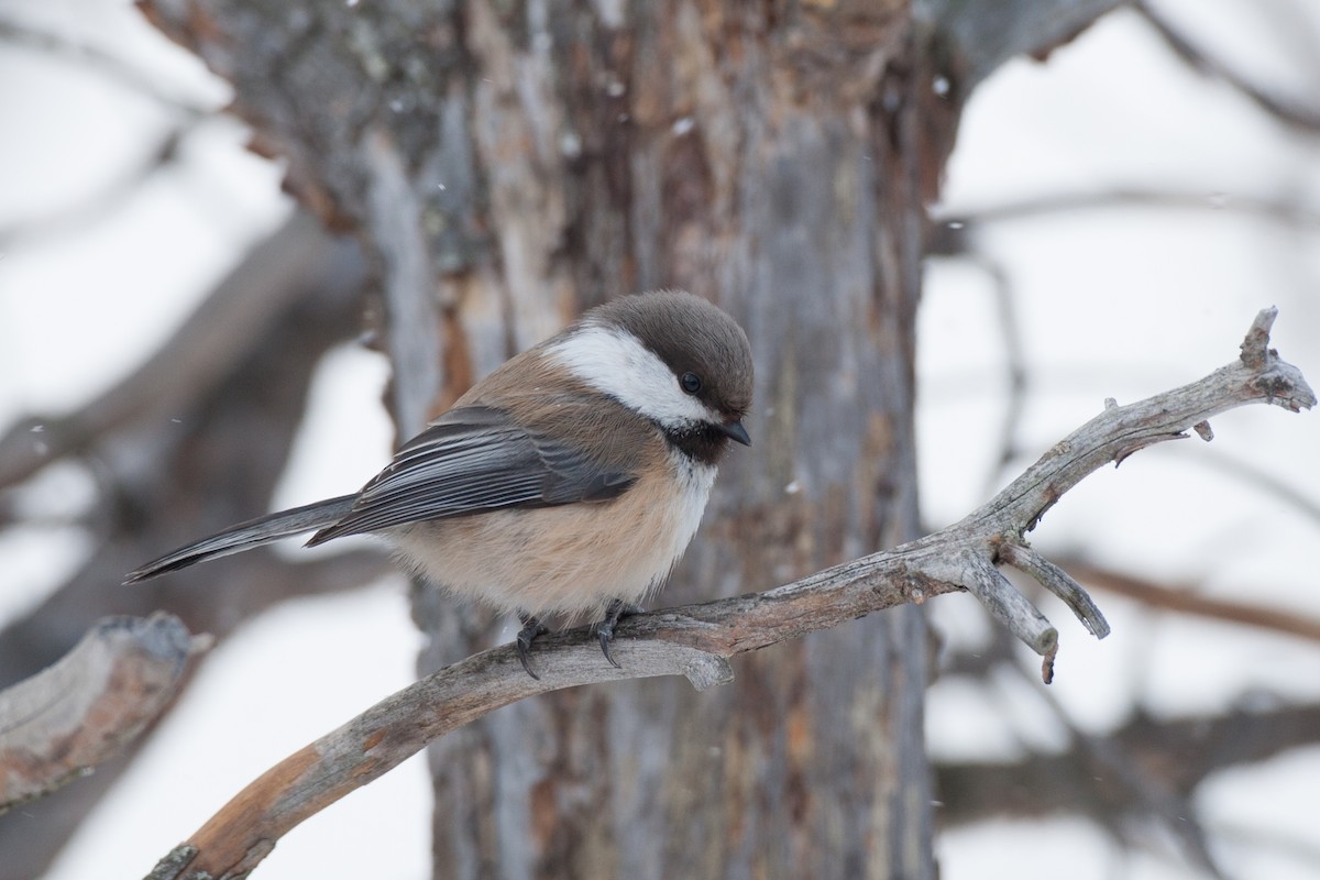 Gray-headed Chickadee - Jessie Barry