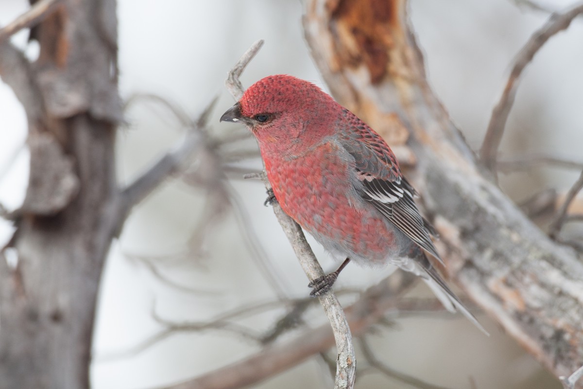 Pine Grosbeak - ML31497681