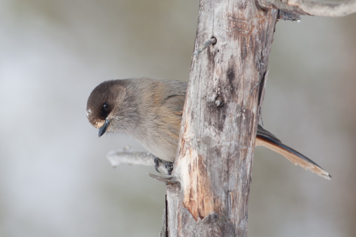 Siberian Jay - ML31497751