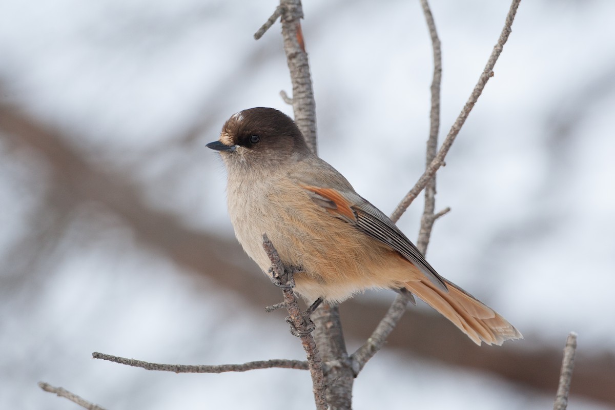 Siberian Jay - ML31497771