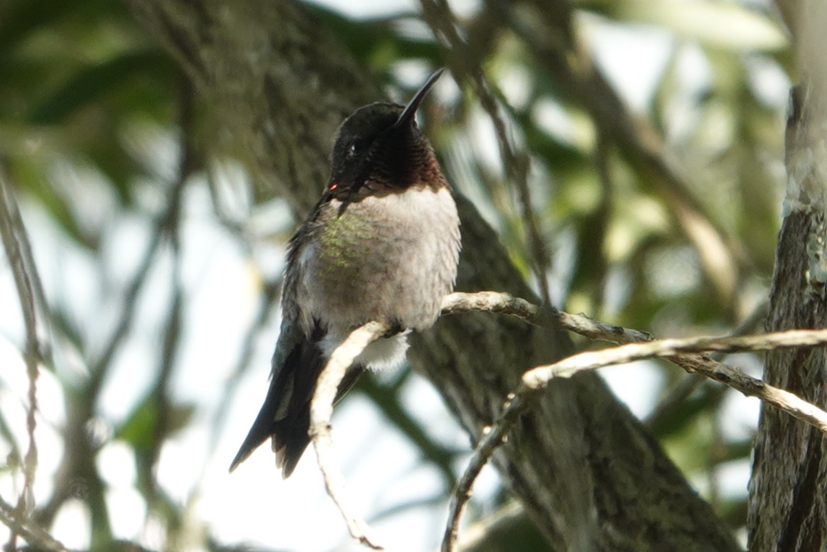 Ruby-throated Hummingbird - deborah grimes