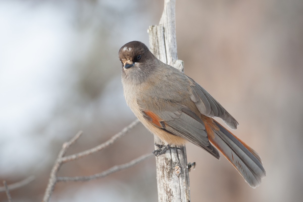 Siberian Jay - ML31497791