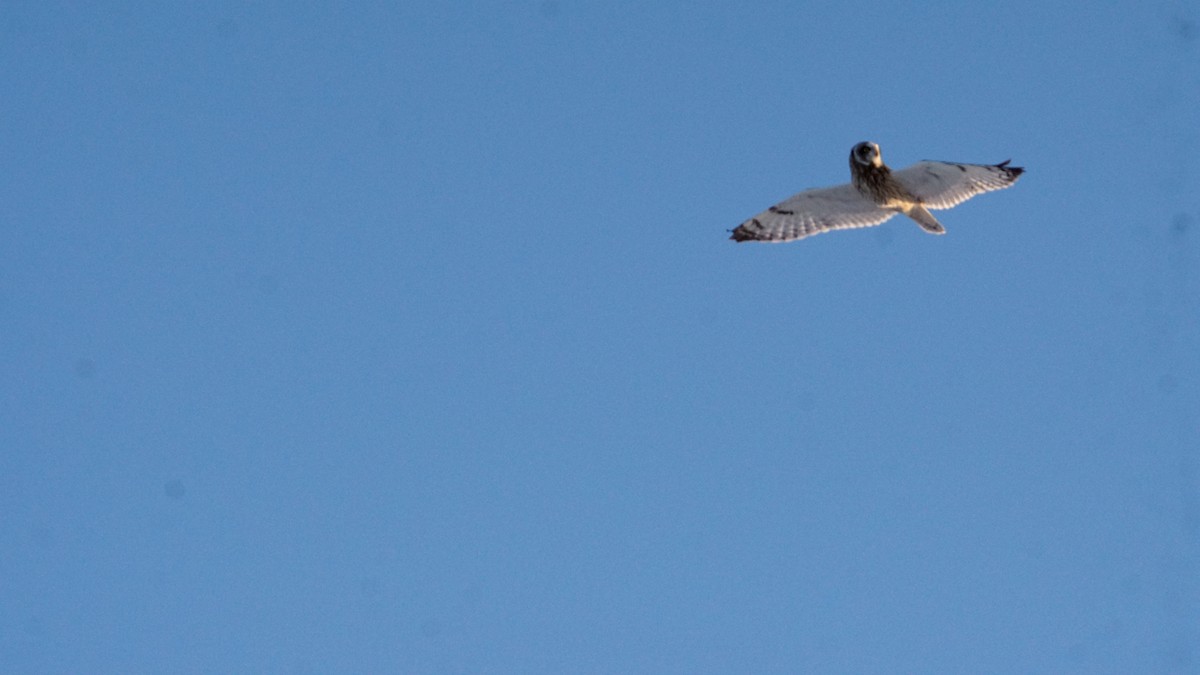 Short-eared Owl - ML314978391