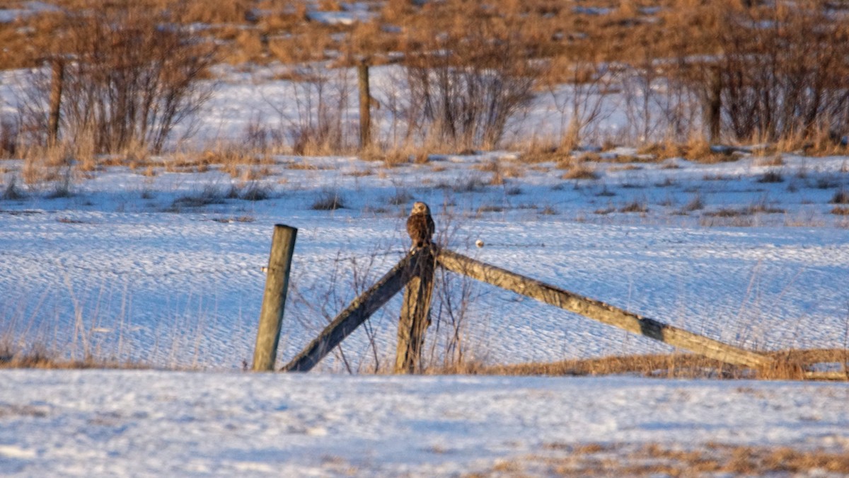 Short-eared Owl - ML314978441