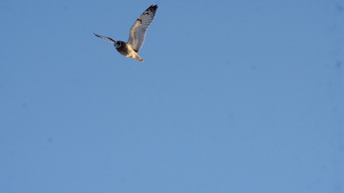 Short-eared Owl - ML314978451